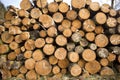 Tree Logs Stacked Royalty Free Stock Photo