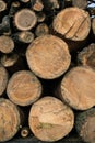 Tree logs stacked for recycling. Deforestation Royalty Free Stock Photo