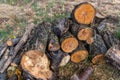 Tree logs Royalty Free Stock Photo