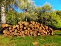 Tree logs after wood exploitation Royalty Free Stock Photo