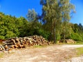 Tree logs after wood exploitation Royalty Free Stock Photo