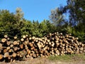 Tree logs after wood exploitation Royalty Free Stock Photo