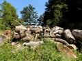 Tree logs after wood exploitation on meadow Royalty Free Stock Photo