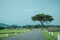 Tree in the middle of field and clear blue sky Royalty Free Stock Photo