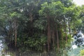 A Tree With Long Vines in jungle, Bali, Indonesia Royalty Free Stock Photo