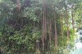 A Tree With Long Vines in jungle, Bali, Indonesia Royalty Free Stock Photo