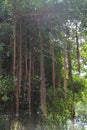 A Tree With Long Vines in jungle, Bali, Indonesia Royalty Free Stock Photo