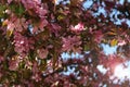 This tree looks almost like a pink cherry tree, but is an apple Royalty Free Stock Photo