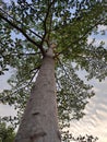 the tree looks unique, a tree that is always cooling home to brids