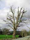 Tree, lopped, pruned, pollarded Royalty Free Stock Photo