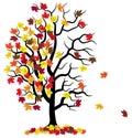 Tree loses fall foliage