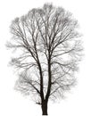 Tree with a lot of bare branches Royalty Free Stock Photo