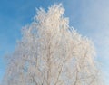 A tree with a lot of snow on it is in front of a blue sky Royalty Free Stock Photo