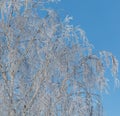 A tree with a lot of snow on it is in front of a blue sky Royalty Free Stock Photo