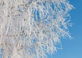 A tree with a lot of snow on it is in front of a blue sky Royalty Free Stock Photo