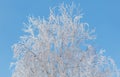 A tree with a lot of snow on it is in front of a blue sky Royalty Free Stock Photo