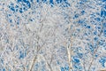 A tree with a lot of snow on it is in front of a blue sky Royalty Free Stock Photo