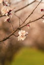 Tree with a lot of white spring blossom flowers. Great view of this season plants in sunset light. Royalty Free Stock Photo