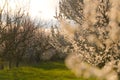 Tree with a lot of white spring blossom flowers. Great view of this season plants in sunset light. Royalty Free Stock Photo