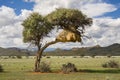Tree with lots of weaver birds' nests Royalty Free Stock Photo