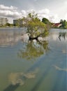 Tree in Louis Lake at Barefoot Landing Royalty Free Stock Photo