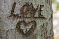 Tree of love Royalty Free Stock Photo