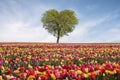 Tree of love in spring. Heart shaped tree against blue sky. Beautiful landscape with flowers.Love background