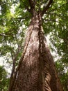 Tree in low elevation tropical rainforest