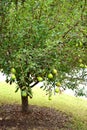 Tree with low hanging fruit