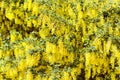 A tree with a lush blossoming yellow acacia