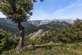 Flower meadow with tree and view over the Gola Goruppu Canyon, Sardinia, Italy