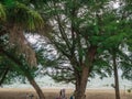 Tree beside Mae Ram Phueng Beac rayong thailand