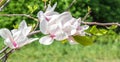 Tree and Magnolia flowers closeup Royalty Free Stock Photo