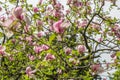 Tree and Magnolia flowers closeup Royalty Free Stock Photo