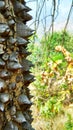 Tree main trunk with thorns in forest Royalty Free Stock Photo