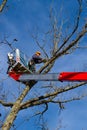 Tree maintenance Royalty Free Stock Photo