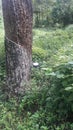 Tree makes rubber latex for producing rubber sheats Royalty Free Stock Photo