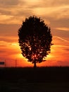 Silhoutte of tree blocking the sunset Royalty Free Stock Photo