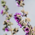 Tree mallow flowers with defocussed stems in the background