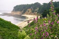 Tree Mallow Malva Arborea in bloom; foggy coastal landscape in the background