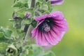 Tree Mallow