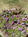 TREE MALLOW & x28;LAVATERA ARBOREA, MALWA ARBOREA