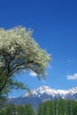 Tree of Malus Sieboldii and Mt. Yatsugatake