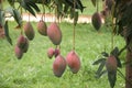 Tree with mango fruits hanging from branches Royalty Free Stock Photo