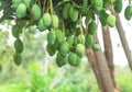 Tree with mango fruits hanging from branches Royalty Free Stock Photo