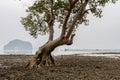 Tree Mangrove forest in the morning with fog and soft light in t