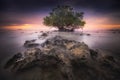 Tree mangrove lamongan