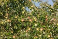 A tree with many apples on it Royalty Free Stock Photo