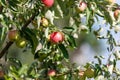 Tree with many apples on it Royalty Free Stock Photo