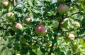 Tree with many apples on it Royalty Free Stock Photo